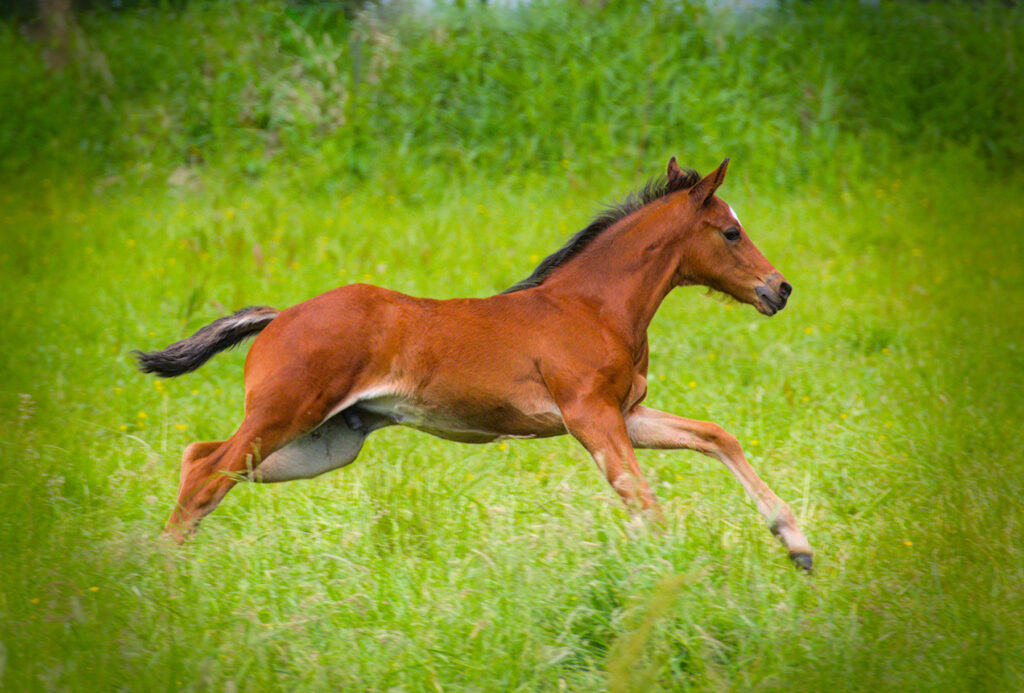 FOL var Skånska Fältrittklubben