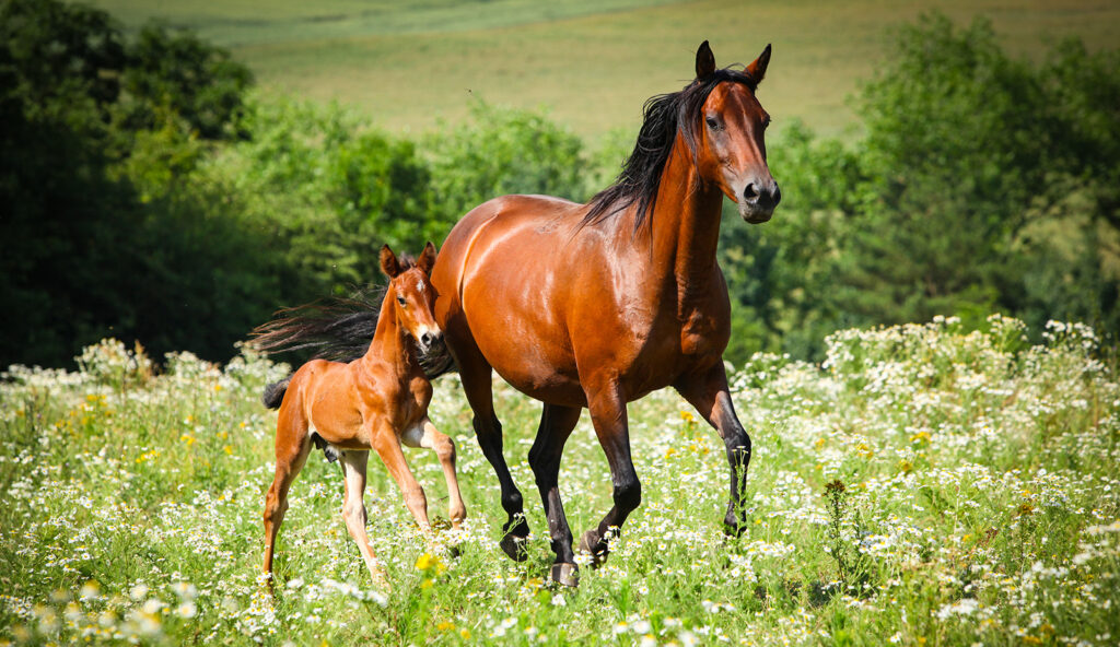 Sto Fol 1600x925 1 Skånska Fältrittklubben